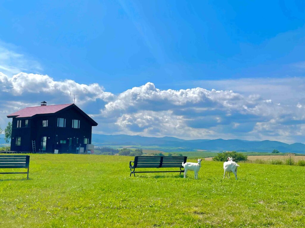 北海道夏季看點：宜人氣候下享受自然美景